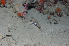 Thorogobius macrolepis
