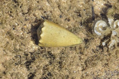 Conus lividus observed 2017-06-25