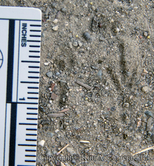 Junco hyemalis