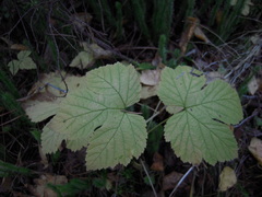 Rubus humulifolius