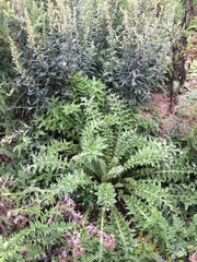 Cirsium hydrophilum