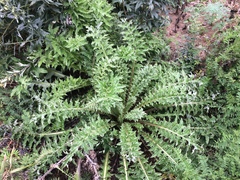 Cirsium hydrophilum