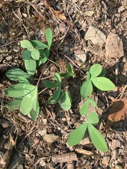 Trifolium virginicum