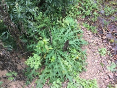 Cirsium hydrophilum