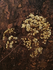 Vernonanthura polyanthes
