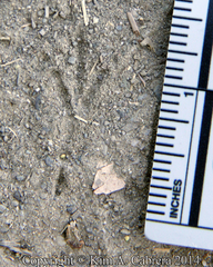 Junco hyemalis