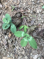 Trifolium virginicum
