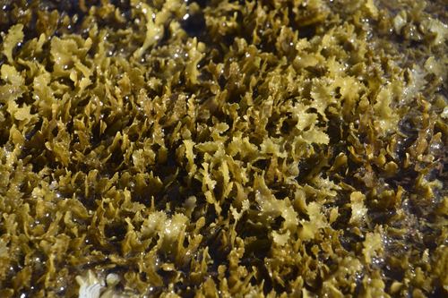 Sargassum aquifolium observed 2017-06-25