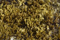 Sargassum aquifolium