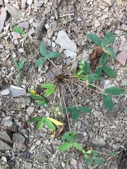 Trifolium virginicum