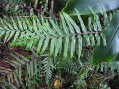 Asplenium polyodon