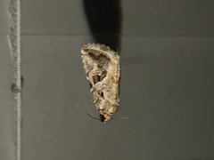 Diastema