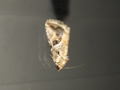 Diastema