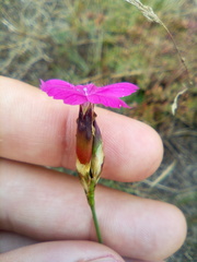 Dianthus borbasii