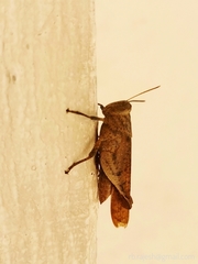 Coptacrinae