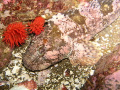 Labrisomus philippii