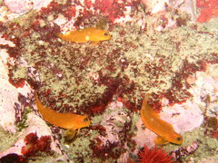 Scartichthys viridis