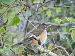 Turdus albicollis