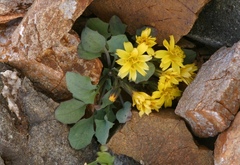 Askellia karelinii