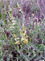 Astragalus hypoleucus