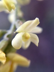Astragalus hypoleucus