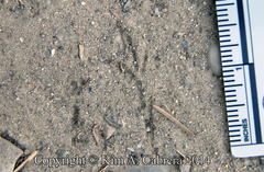 Junco hyemalis
