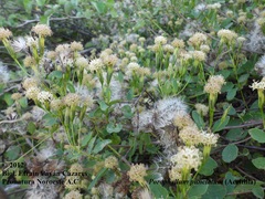 Porophyllum punctatum