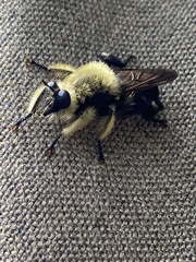 Laphria affinis