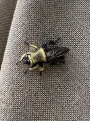 Laphria affinis