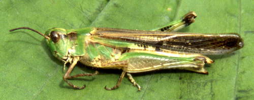 Slender Green-winged Grasshopper