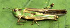 Oedaleus senegalensis