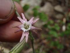 Silene scouleri