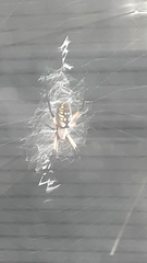 Argiope aurantia