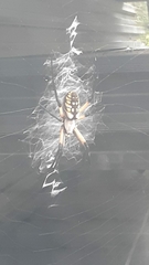 Argiope aurantia