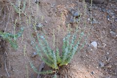 Streptanthus barbatus