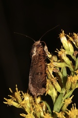 Abagrotis