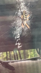Argiope aurantia