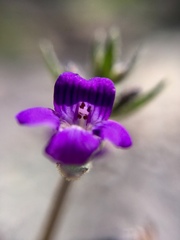 Stemodia durantifolia