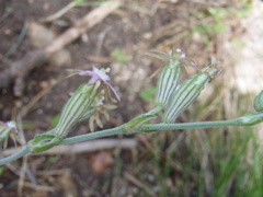 Silene scouleri