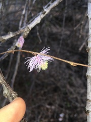 Dichrostachys akataensis
