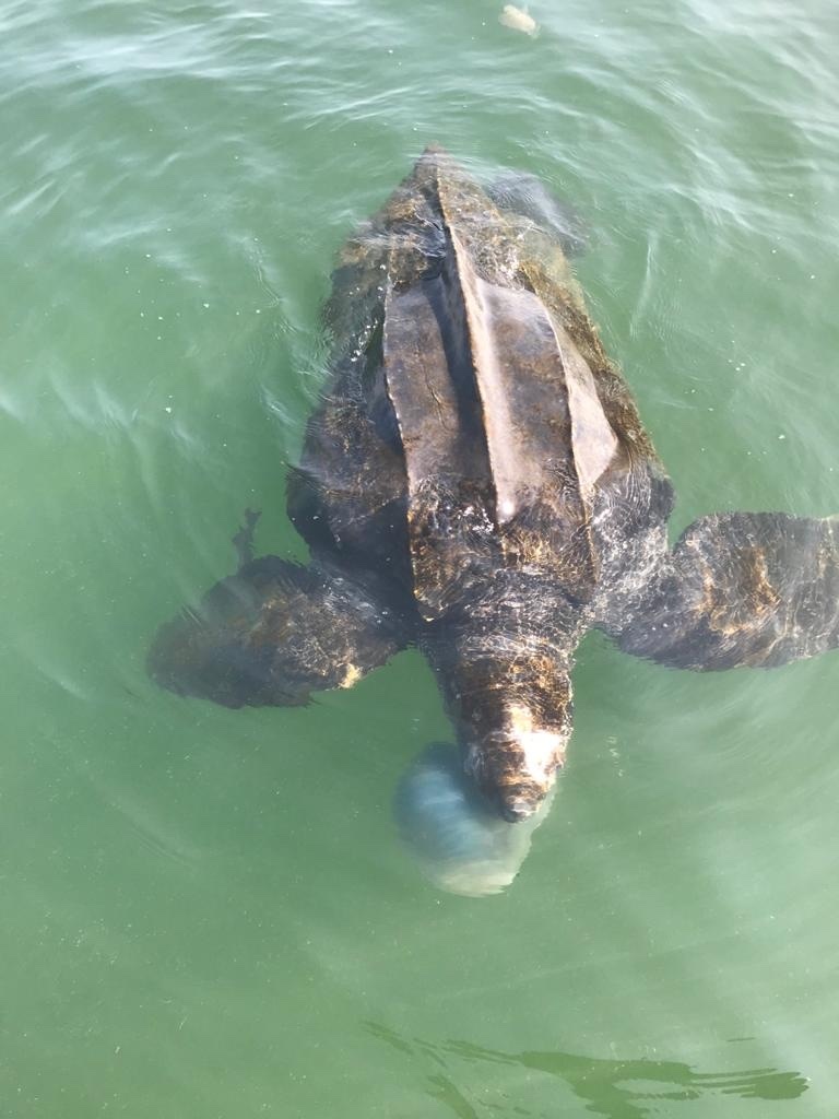 Leatherback turtle feeding on a jellyfish in green coastal water