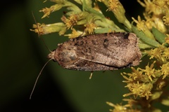 Abagrotis