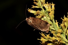 Abagrotis