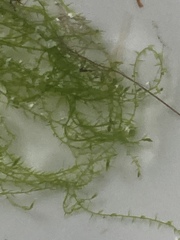 Amblystegium