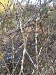 Dichrostachys akataensis