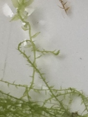 Amblystegium