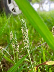 Plantago nivea