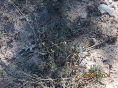 Astragalus monspessulanus