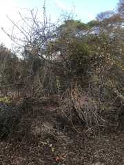 Dichrostachys akataensis