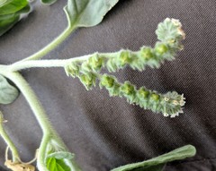 Heliotropium ellipticum